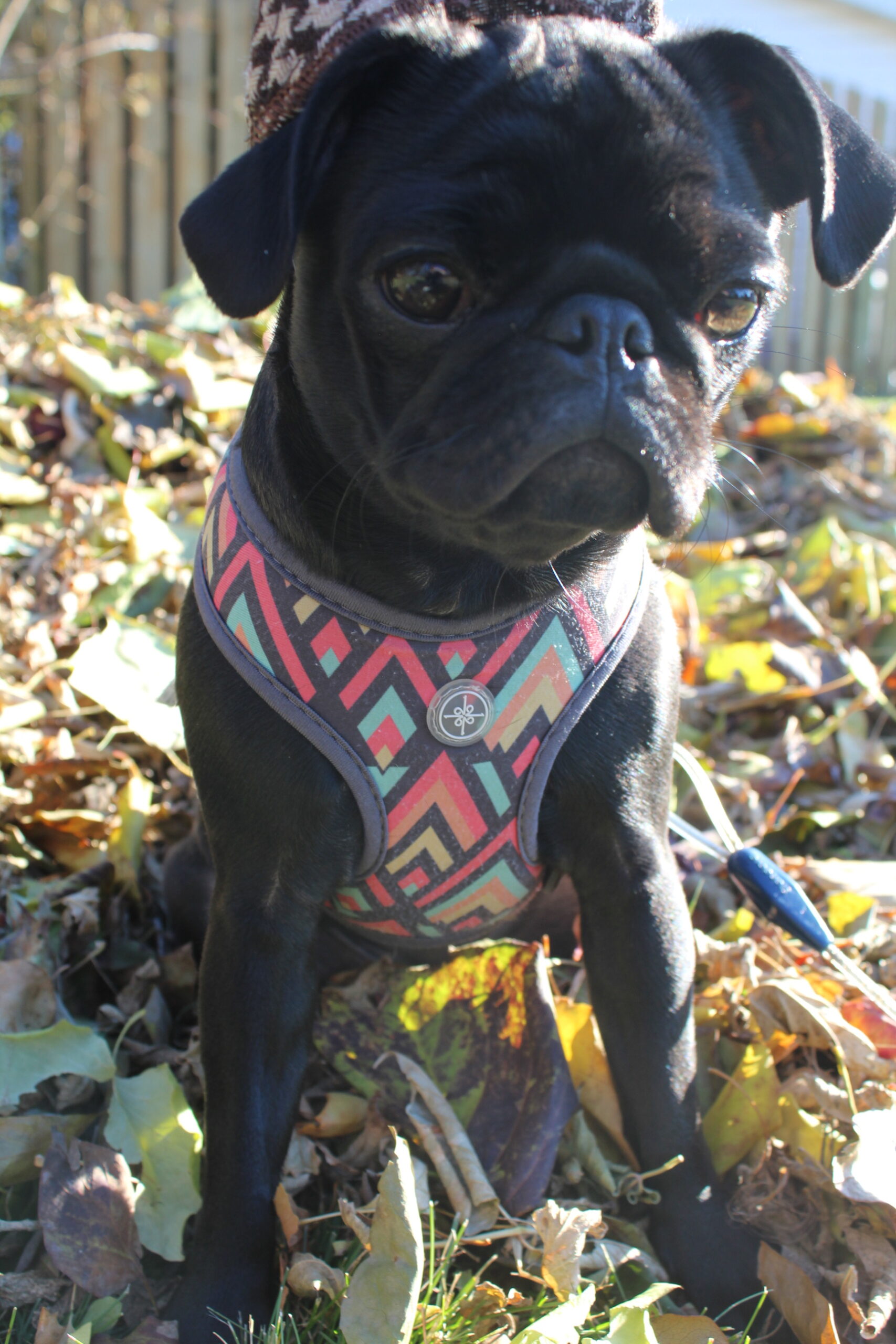 Disney the Pug