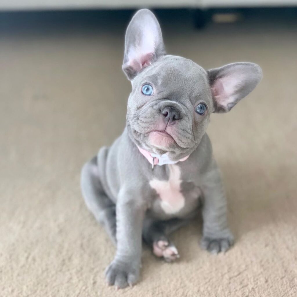 French Bulldog