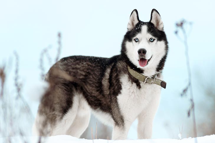 Husky